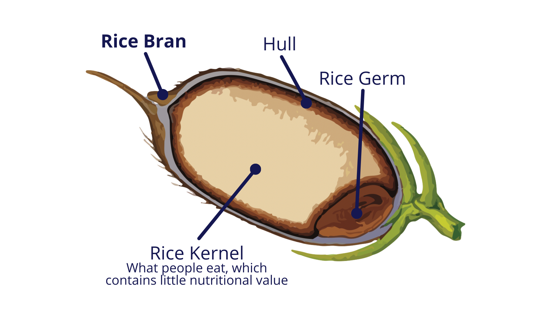 stabilized rice bran health benefits